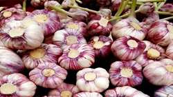 تولید  سیر در شهرستان طارم ۲۰ درصد افزایش یافت